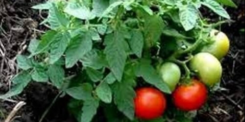 Mongolski patuljasti paradajz